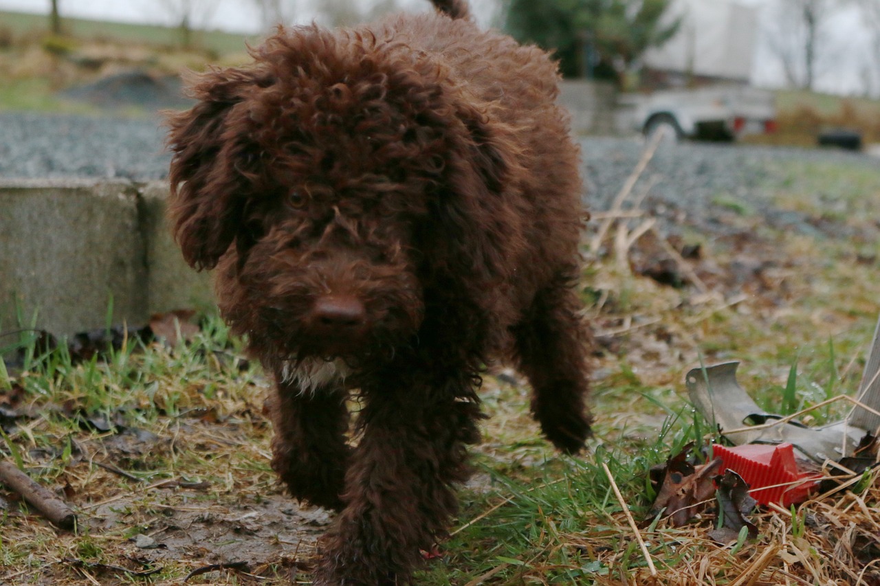 Understanding the Unique Nature of the Lagotto Romagnolo